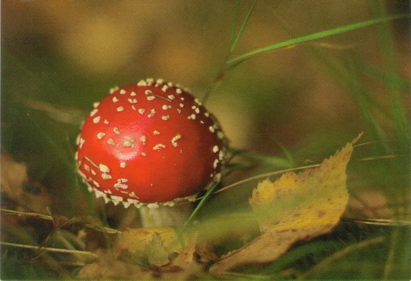 Листівка L-1571