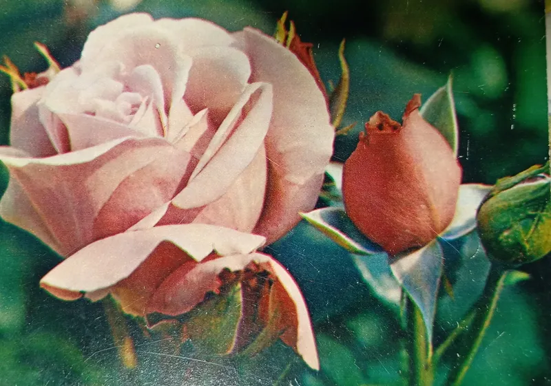 Postcard L-16273