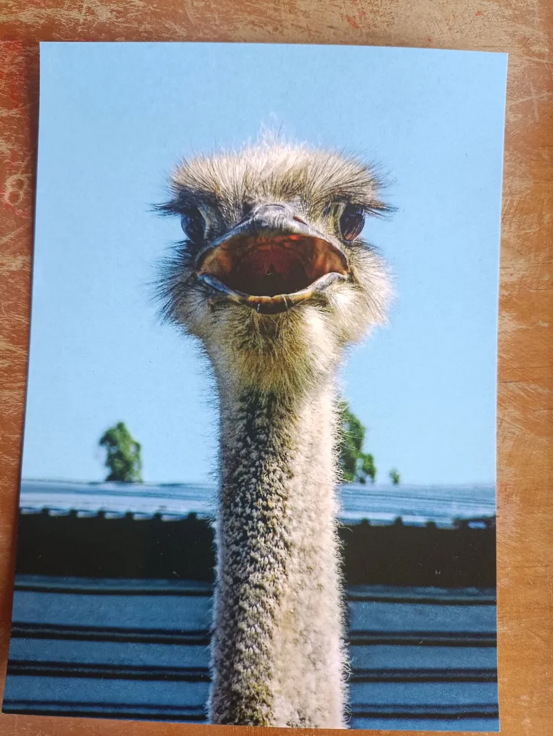 Postcard L-16520