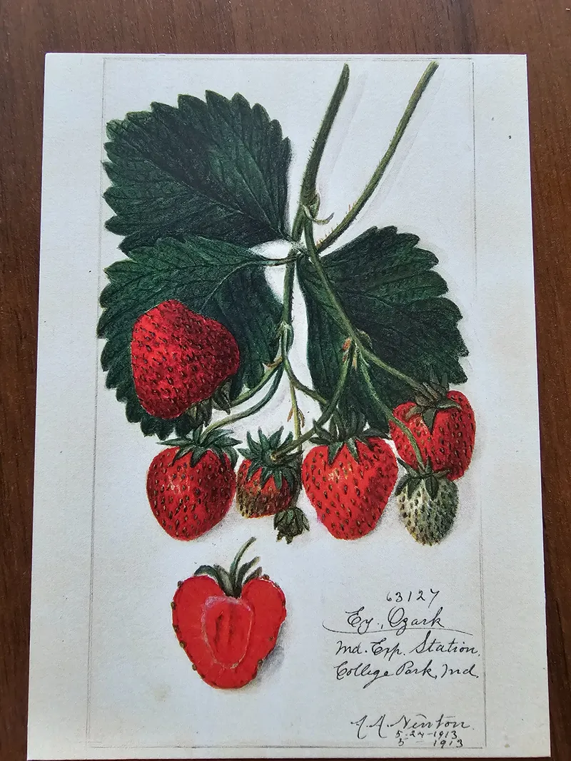 Postcard L-16257