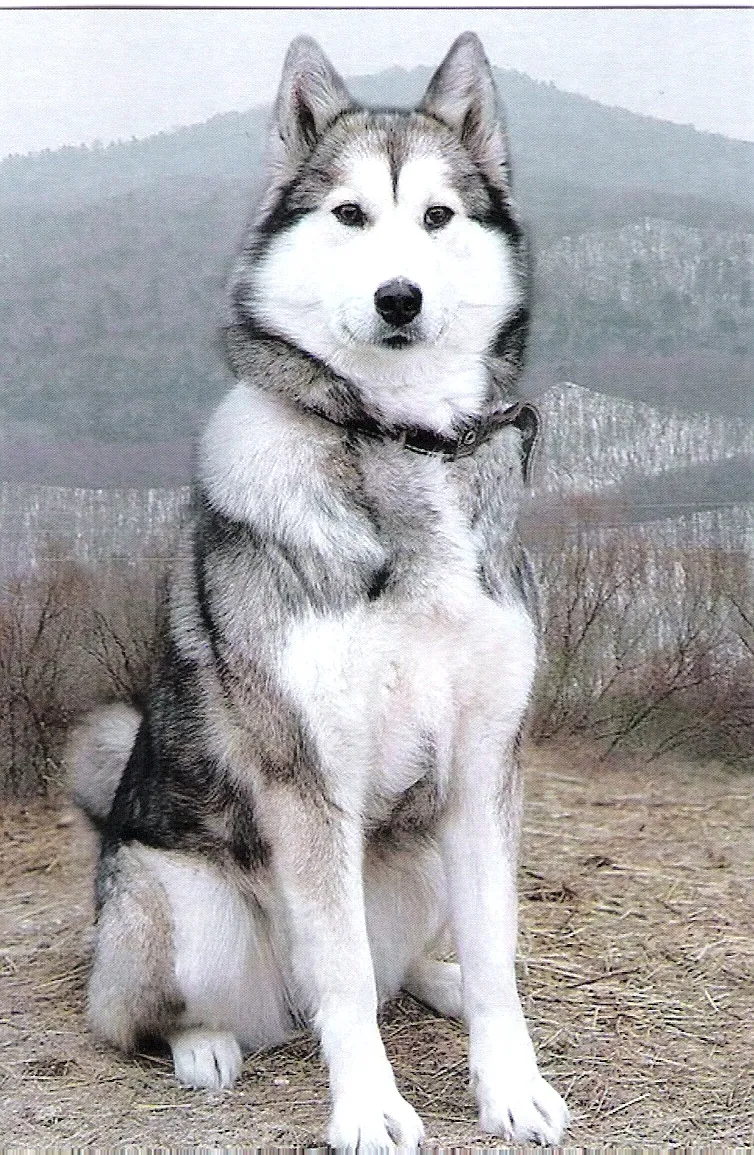 Листівка L-11920